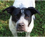Small German Shorthaired Pointer Mix