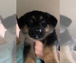 Small Photo #1 German Shepherd Dog Puppy For Sale in BROWNSVILLE, OR, USA