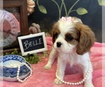 Small #1 Cavalier King Charles Spaniel