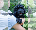 Small #3 Bernedoodle (Miniature)
