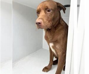 CLOVE - Male Labrador Retriever-Unknown Mix Dog for Adoption - Photo #2