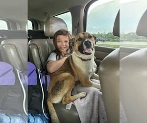 Mutt Dogs for adoption in Germantown, OH, USA