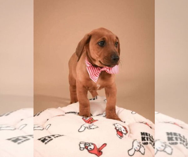 Medium Photo #10 Dachshund-Doberman Pinscher Mix Puppy For Sale in Buffalo, MN, USA