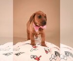 Small #9 Dachshund-Doberman Pinscher Mix