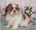 Small Photo #1 Shih Tzu Puppy For Sale in PENNS CREEK, PA, USA