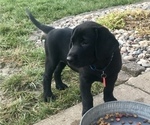 Small Photo #6 Labrador Retriever Puppy For Sale in GERMANTOWN, IL, USA