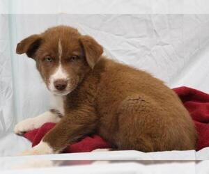 Mutt Dogs for adoption in Thief River Falls, MN, USA