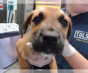 German Shepherd Dog-Unknown Mix Dogs for adoption in Tulsa, OK, USA