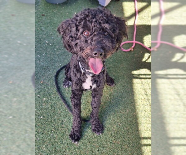 Medium Photo #1 Poodle (Miniature) Puppy For Sale in Woodland, CA, USA