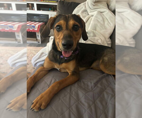 Medium Photo #4 Mutt Puppy For Sale in Springdale, PA, USA
