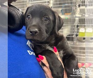 Labrador Retriever-Unknown Mix Dogs for adoption in Washington, DC, USA