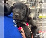 Small Labrador Retriever Mix