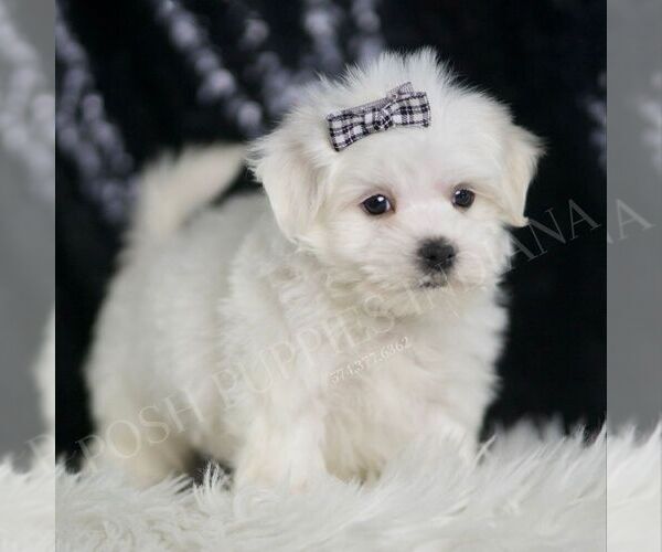 Medium Photo #5 Maltese Puppy For Sale in WARSAW, IN, USA