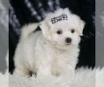 Small #4 Maltese