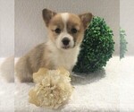 Small Photo #2 Pembroke Welsh Corgi Puppy For Sale in FREDERICKSBG, OH, USA
