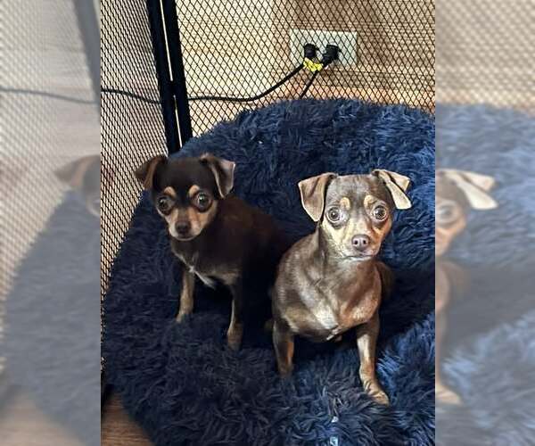 Medium Photo #1 Chihuahua Puppy For Sale in Jackson Township, NJ, USA