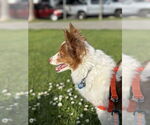 Small #9 Chi-Corgi