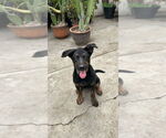 Small #4 German Shepherd Dog-Pointer Mix
