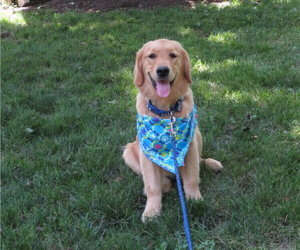 Medium Photo #4 Golden Retriever Puppy For Sale in MECHANICSVILLE, MD, USA