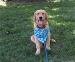 Small #3 Golden Retriever