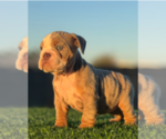 Small #3 English Bulldog