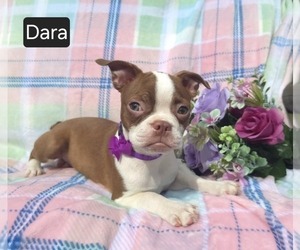 Boston Terrier Puppy for sale in MINERAL WELLS, WV, USA