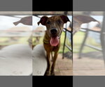 Small #7 Labrador Retriever Mix