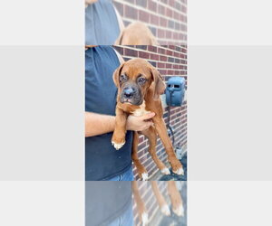 Boxer Dogs for adoption in Austin, TX, USA