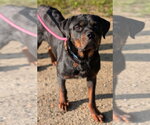 Small #2 Rottweiler