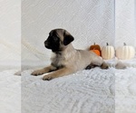 Small #3 Pug