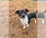Small Photo #3 Jack-Rat Terrier Puppy For Sale in Pacolet, SC, USA