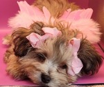 Small #4 YorkiePoo