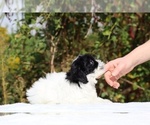 Small #38 ShihPoo