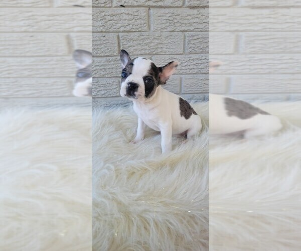 Medium Photo #5 Faux Frenchbo Bulldog Puppy For Sale in INDIANAPOLIS, IN, USA