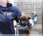 Small Mutt