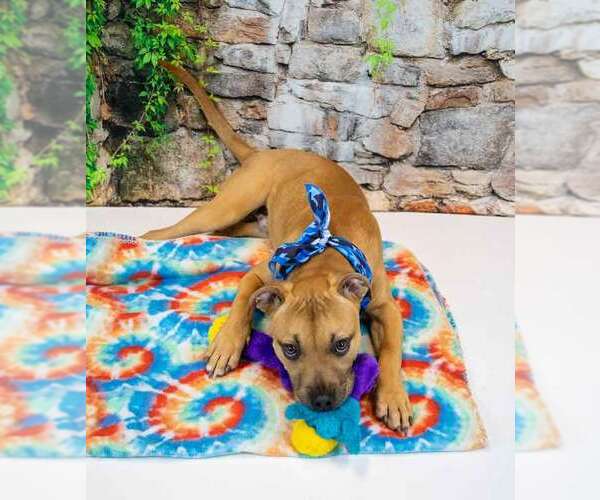 Medium Photo #9 Boxador Puppy For Sale in Kennesaw, GA, USA