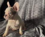 Small #6 French Bulldog