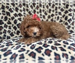 Small #4 Cavapoo