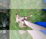 Small #1 Blue Lacy-Whippet Mix
