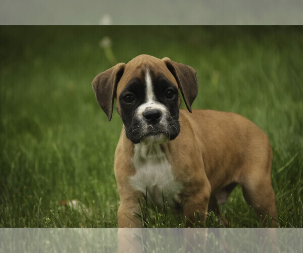 Medium Photo #6 Boxer Puppy For Sale in SHIPSHEWANA, IN, USA
