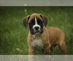 Small #5 Boxer