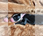 Small Photo #115 Sheepadoodle Puppy For Sale in LEHI, UT, USA