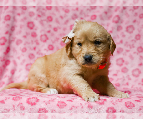 Medium Photo #2 Golden Retriever Puppy For Sale in LIBERTY, KY, USA