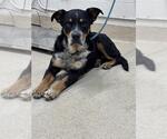 Small Rottweiler Mix