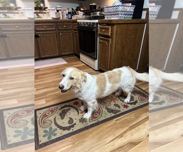 Medium Photo #4 Border Collie-Unknown Mix Puppy For Sale in Boston, MA, USA