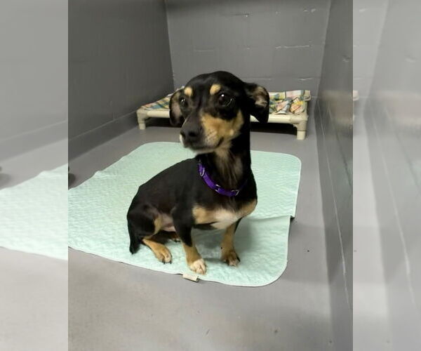 Medium Photo #2 Chihuahua-Unknown Mix Puppy For Sale in Ellijay, GA, USA