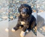 Small Photo #4 Goldendoodle Puppy For Sale in VONORE, TN, USA