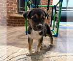 Small #22 Siberian Husky Mix