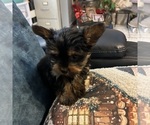 Small #10 Yorkshire Terrier