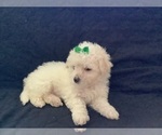 Small Photo #8 Maltipoo Puppy For Sale in HIGH POINT, NC, USA
